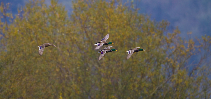 Mallards In Flight